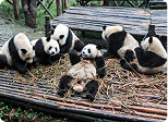 Why International Celebrities Are Flying to Chengdu for Medical Treatment